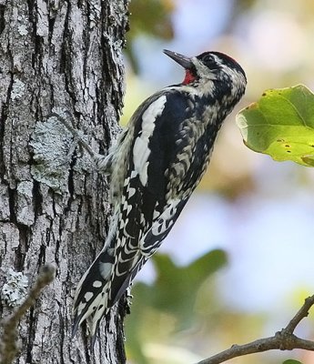 Yellow-bellied Sapsucker