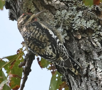 Yellow-bellied Sapsucker