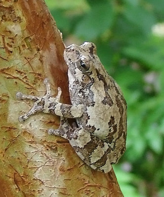 Gray Treefrog