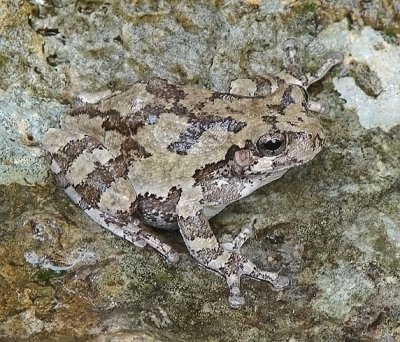 Gray Treefrog