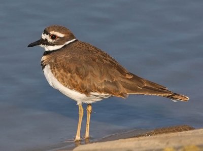 Killdeer