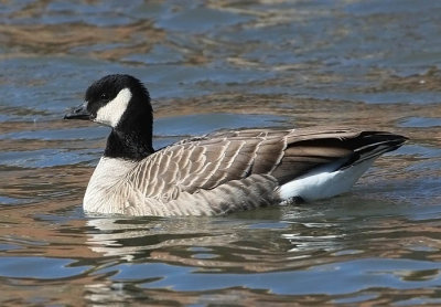 Cackling Goose