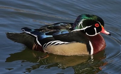 Wood Duck