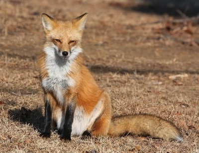 Red Fox