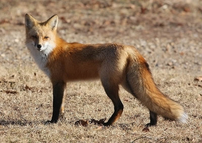 Red Fox