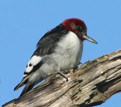 Red-headed Woodpecker