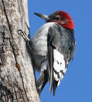 Red-headed Woodpecker
