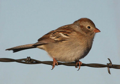 Field Sparrow