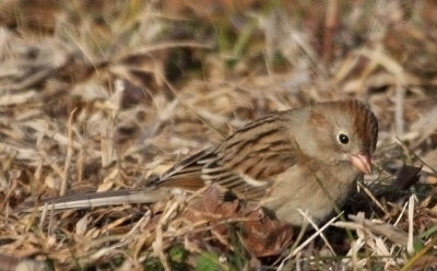 Field Sparrow