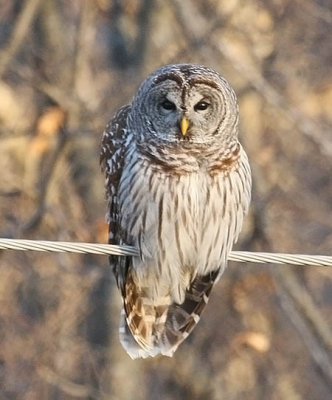 Barred Owl