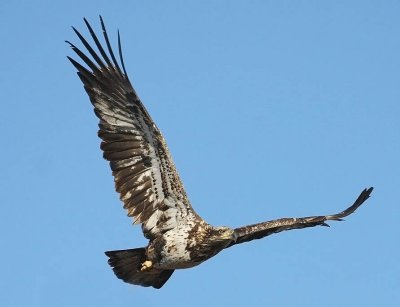 Bald Eagle