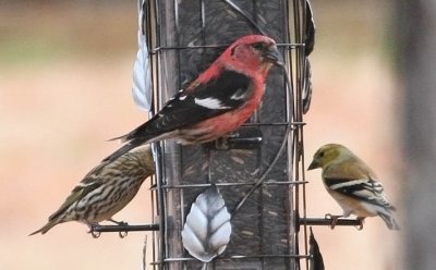 White-winged Crossbill