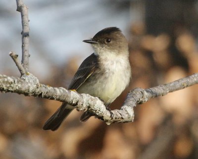 Eastern Phoebe