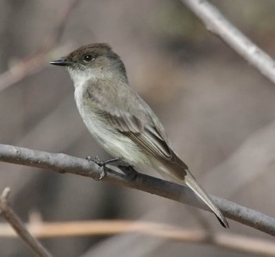 Eastern Phoebe