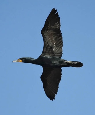 Double-crested Cormorant