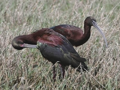 Glossy Ibis