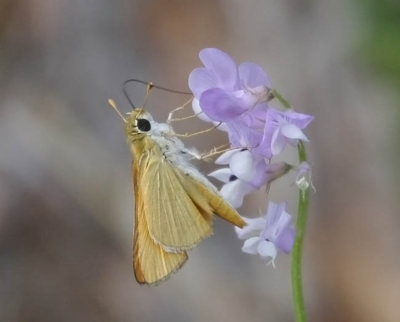 Orange Skipperling
