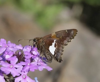 Silver-spotted Skipper