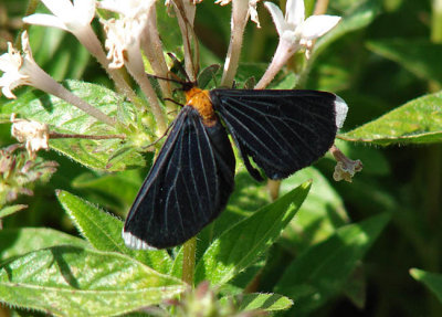 White-tipped Black Moth