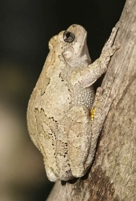 Gray Treefrog