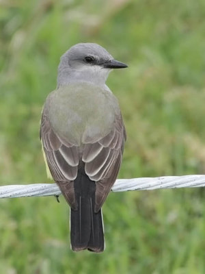 Western Kingbird