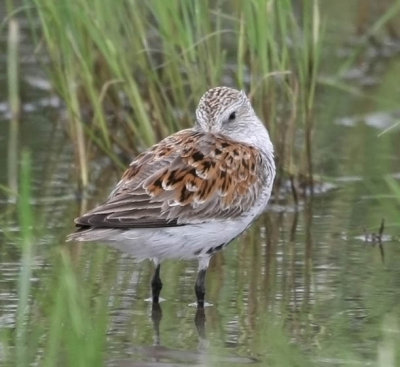 Dunlin