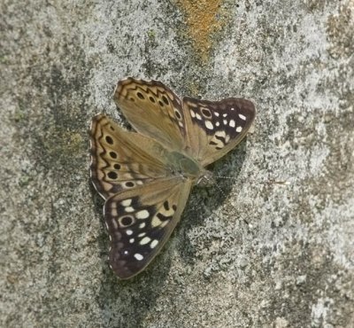 Hackberry Emperor