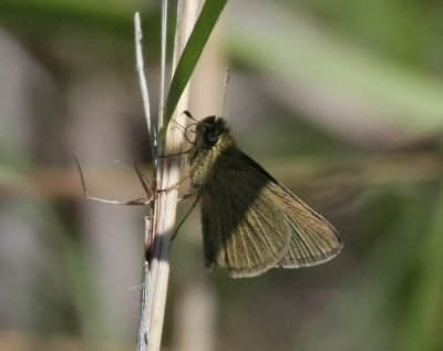 Swarthy Skipper