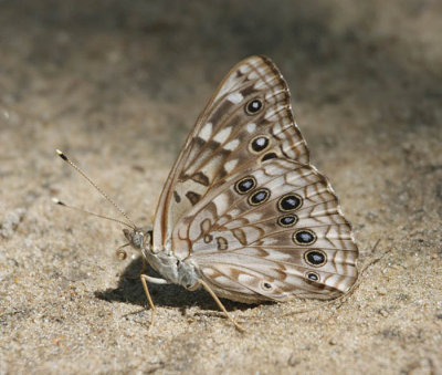 Hackberry Emperor