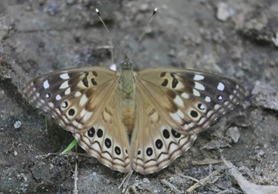 Hackberry Emperor