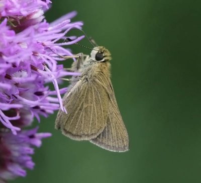 Swarthy Skipper