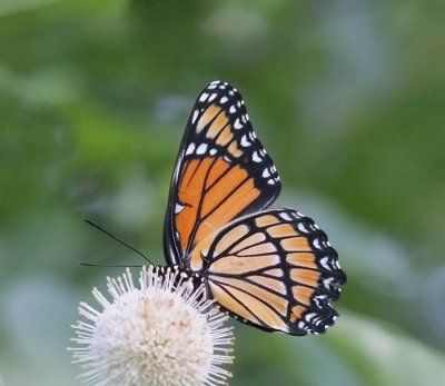 Viceroy