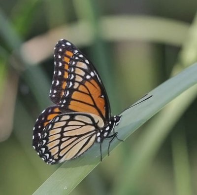 Viceroy