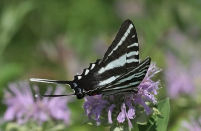 Zebra Swallowtail