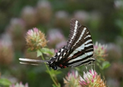 Zebra Swallowtail