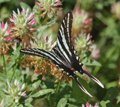 Zebra Swallowtail