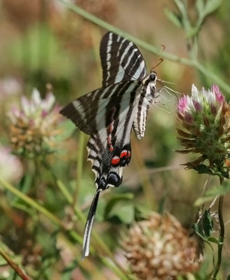 Zebra Swallotail