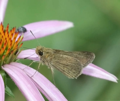 Swarthy Skipper