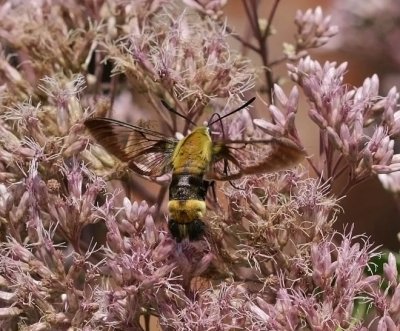 Snowberry Clearwing