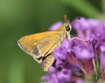 Crossline Skipper