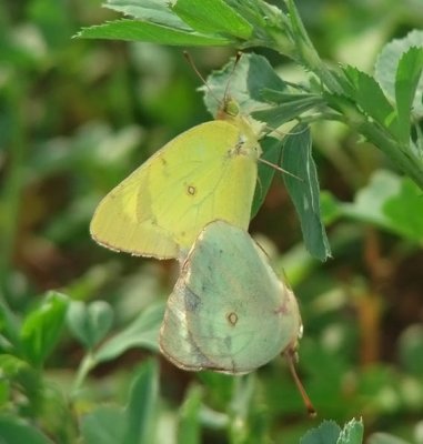 Clouded Sulphur