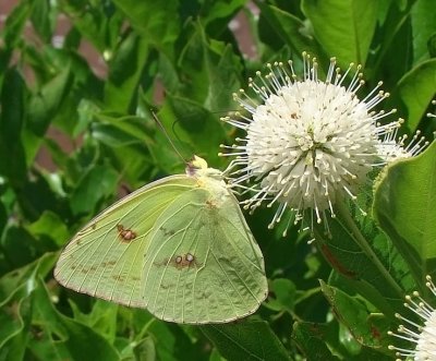 Cloudless Sulphur