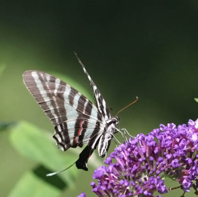 Zebra Swallowtail