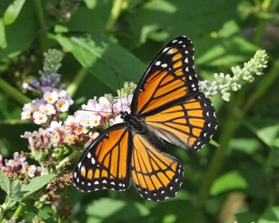 Viceroy