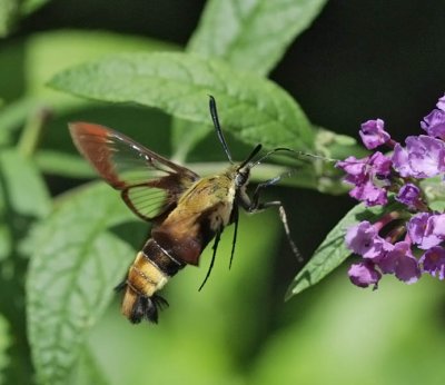 Snowberry Clearwing