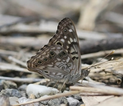 Hackberry Emperor