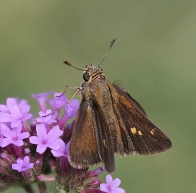 Crossline Skipper