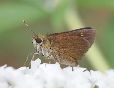 Crossline Skipper