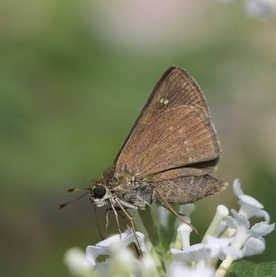 Crossline Skipper