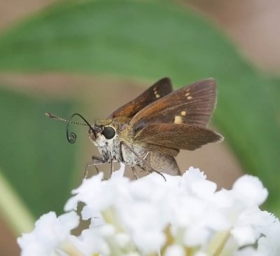 Crossline Skipper